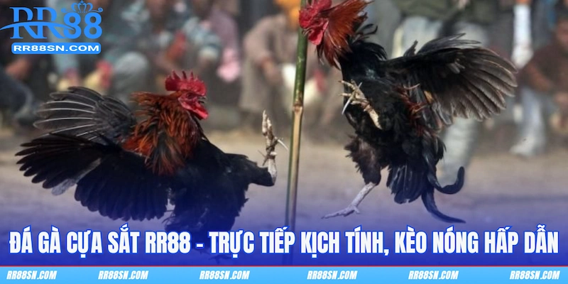 Đá Gà Cựa Sắt